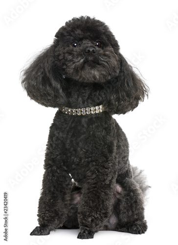 Fototapeta Naklejka Na Ścianę i Meble -  Poodle, 5 years old, with diamond collar