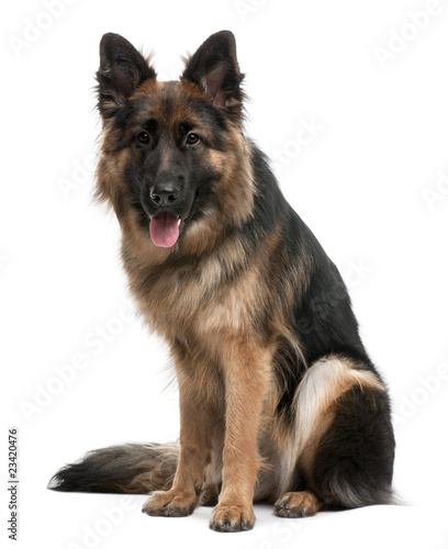 German Shepherd, 10 months old, sitting in front of white backgr