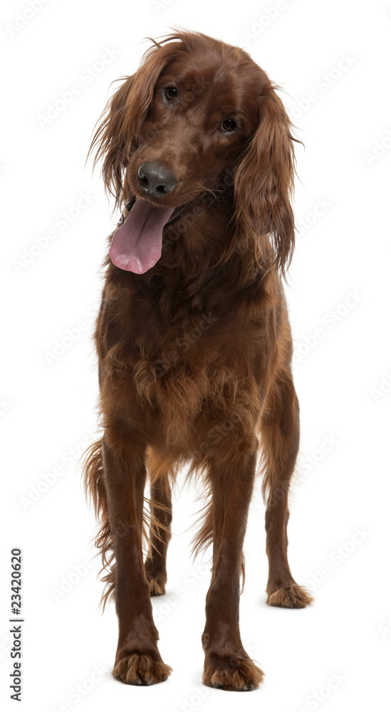Irish Setter, 2 years old, standing in front of white background Irish Setter, 2 years old, standing in front of white background