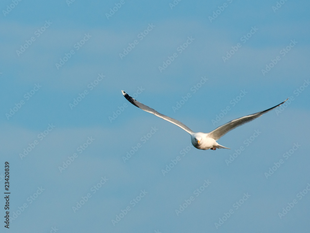 Seagull