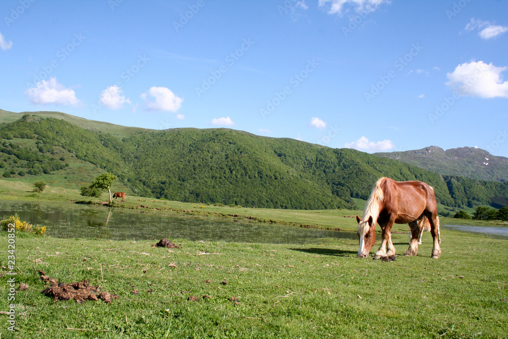Fototapeta premium Monts du Cantal, chevaux