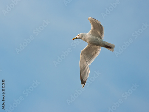 Seagull