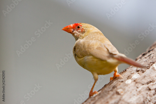 Small colorful tropical bird on a branch © pwollinga