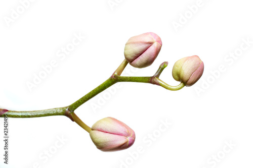 orchid buds