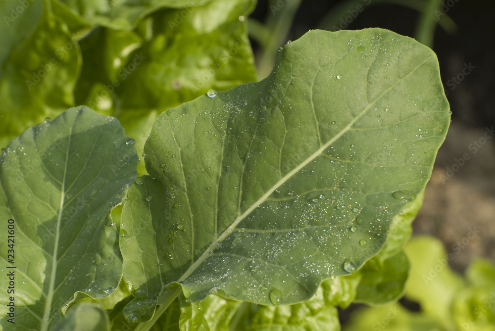 Kohlrabi Kohlrabi