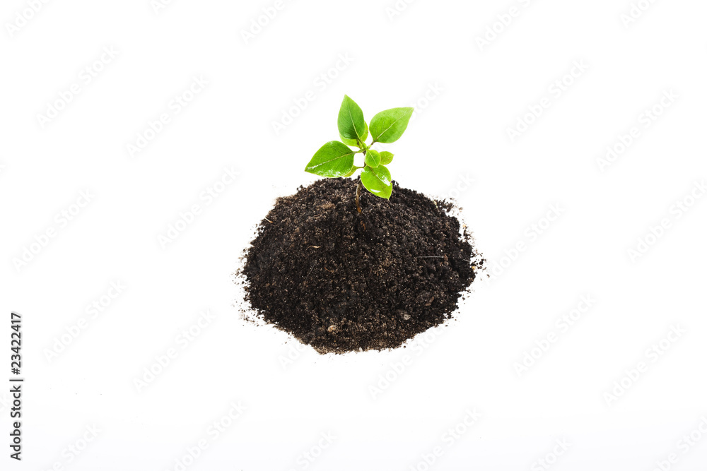 Young plant isolated on white Young plant isolated on white