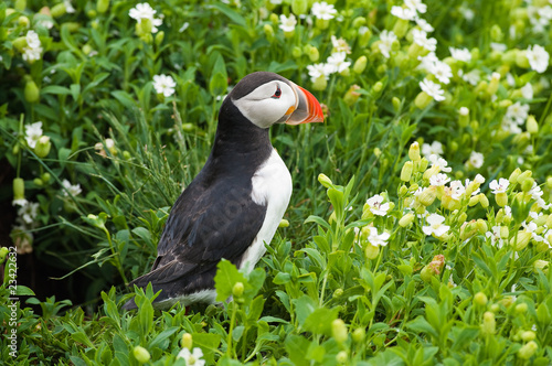 Puffin amongst the flowers © S.R.Miller