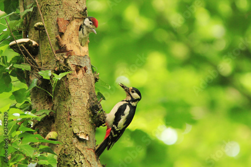 Great Spotted Woodpecker (Dendrocopos major)