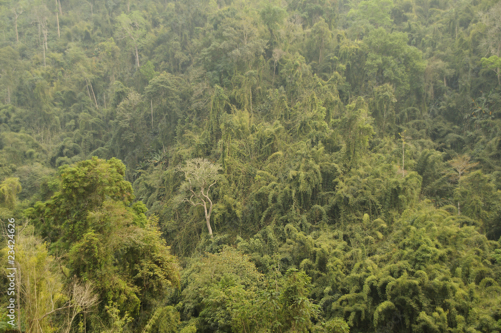 Dschungel,Laos,Asien