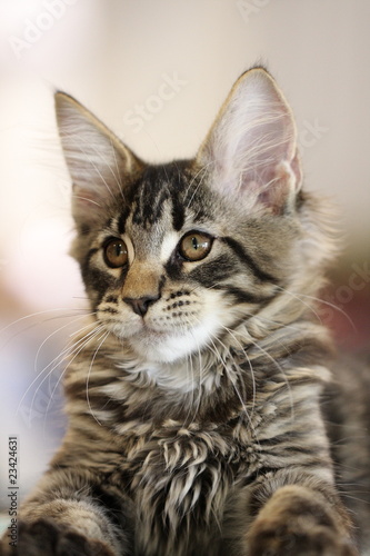 Fototapeta Naklejka Na Ścianę i Meble -  zdjęcia kota, kot domowy, fotografia domowego zwierzęcia, szary kot