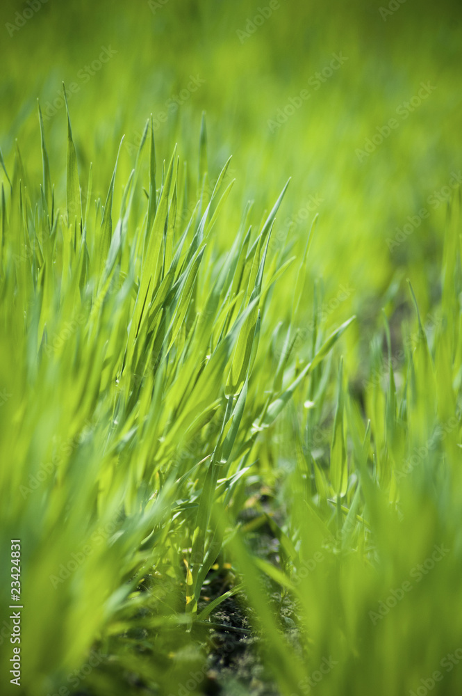Obraz premium Fresh green grass