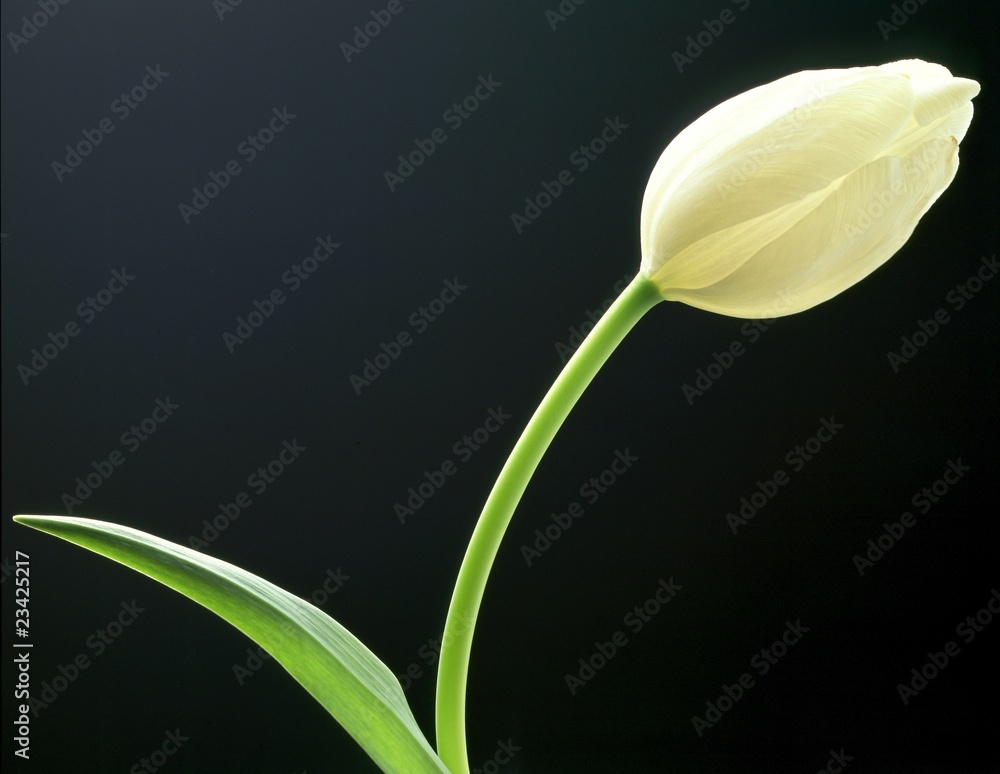 Obraz premium white tulip