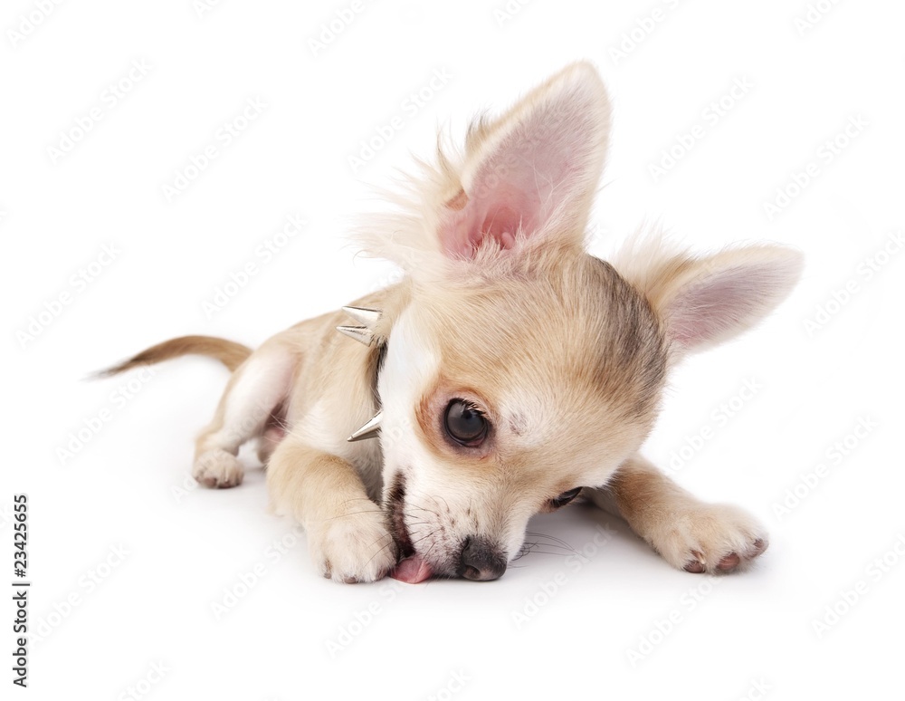 chihuahua puppy lying down and licking something