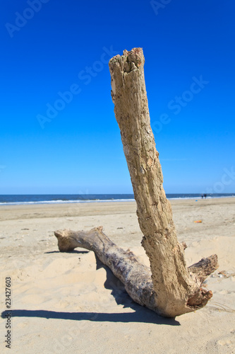 Branch of a tree on the beach