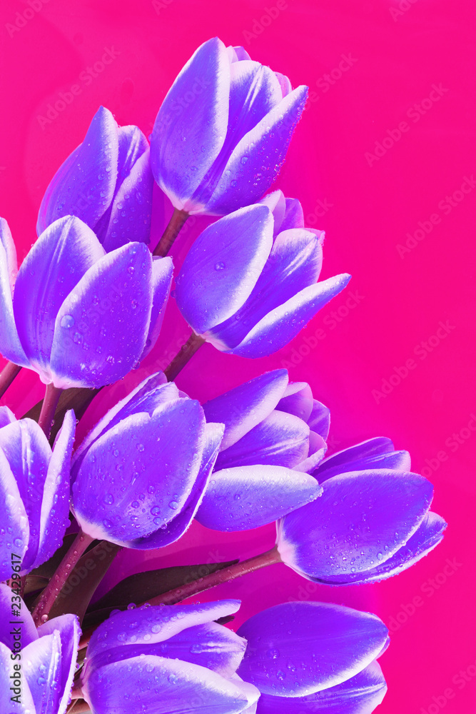 Obraz premium Bouquet of tulips and as a background for post card