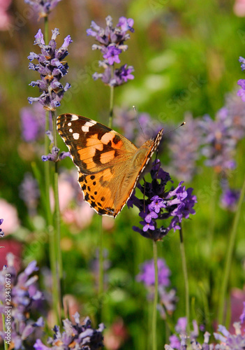Schmetterling © haitaucher39