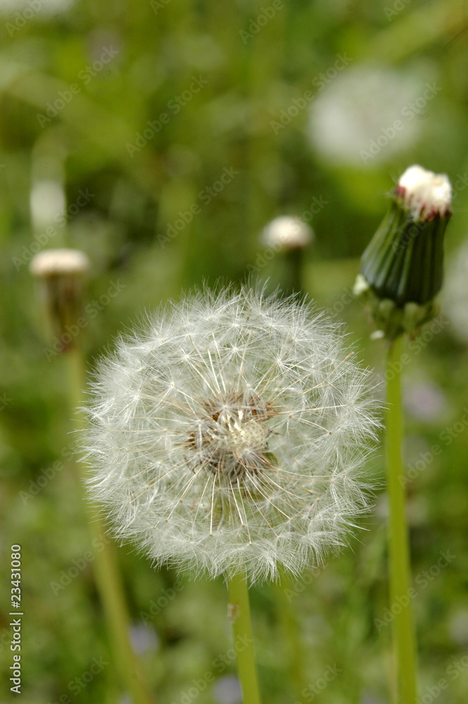 Fototapeta premium blowball