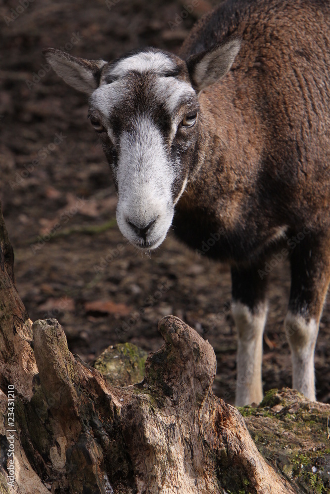 Fototapeta premium Mufflon (Schaf)