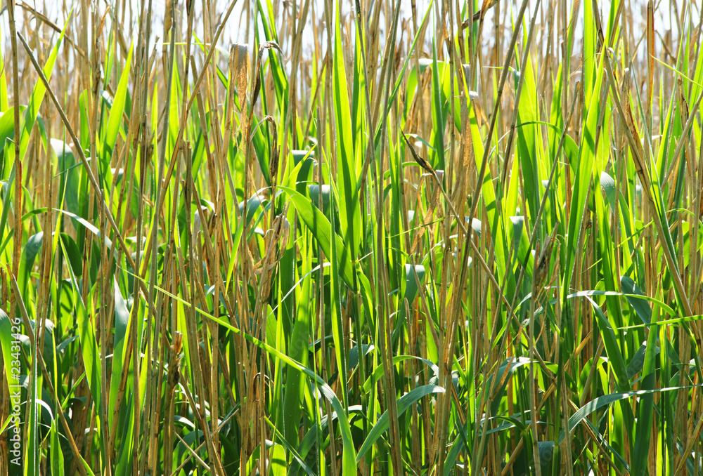 Fototapeta premium Schilf im Sonnenlicht - Reed in the Sunlight