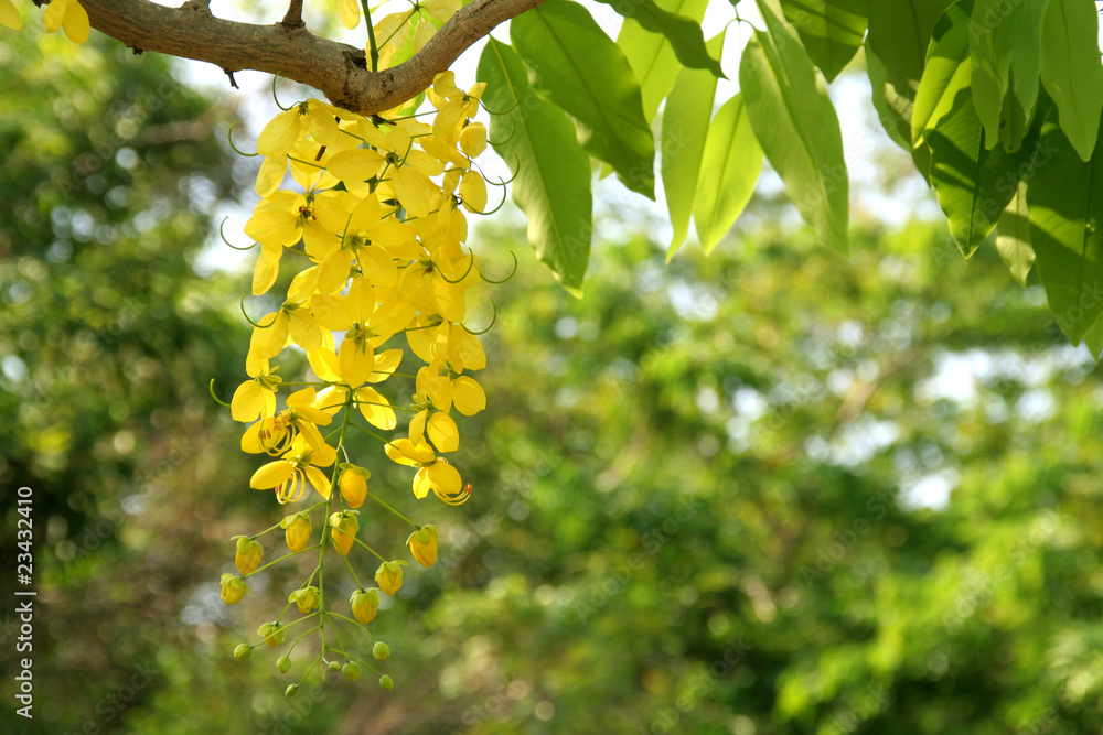 Golden shower tree in early summer