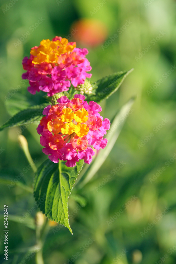Spanish Flag (Lantana)