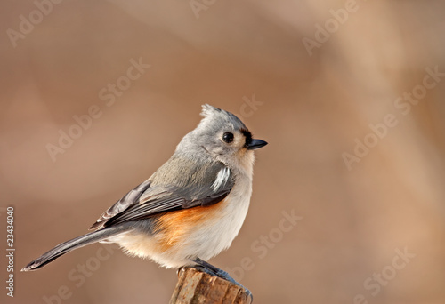 Tufted Titmouse, Baeolophus bicolor