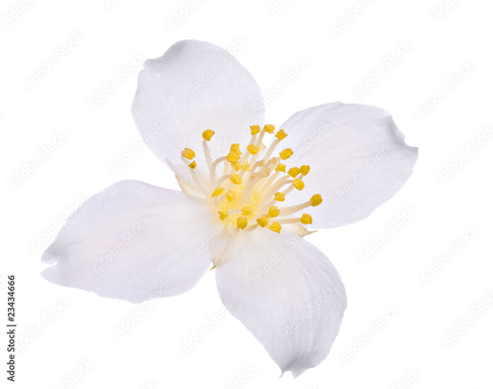 jasmin single flower on white
