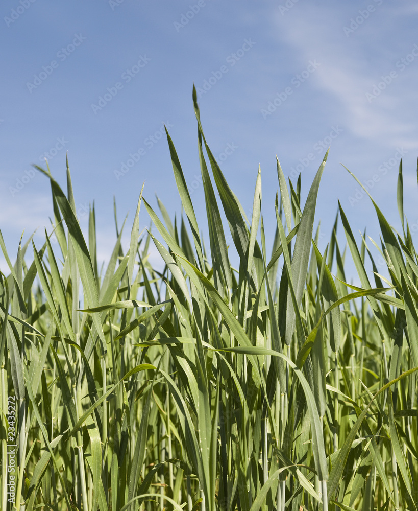 Naklejka premium Green field