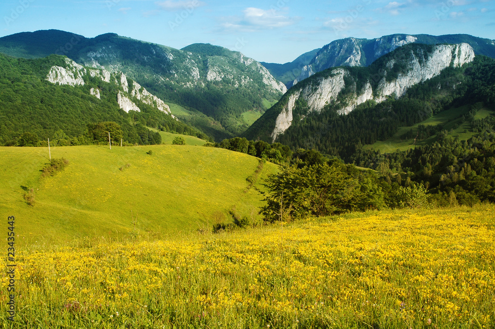 Landscape with yellow flowers and blue sky