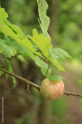 Marble gall on oak tree