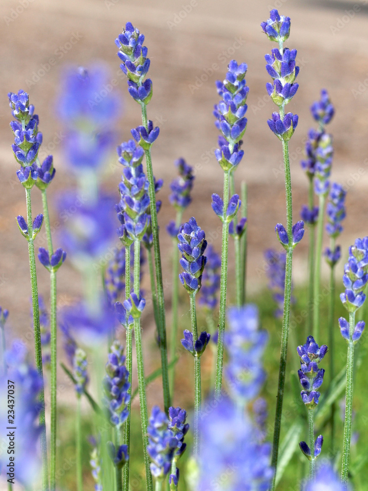 Fototapeta premium Lavendel