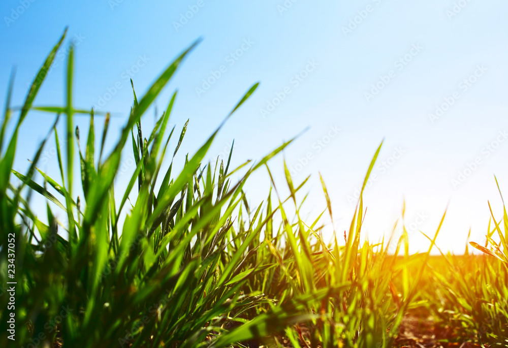 Obraz premium Meadow with green grass and blue sky with clouds