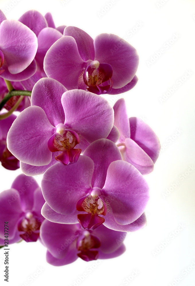 Fototapeta premium Orchid in pink