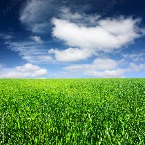 Meadow with green grass and blue sky with clouds