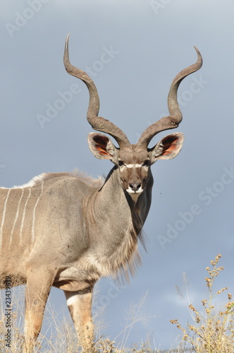 Male Kudu Antelope photo