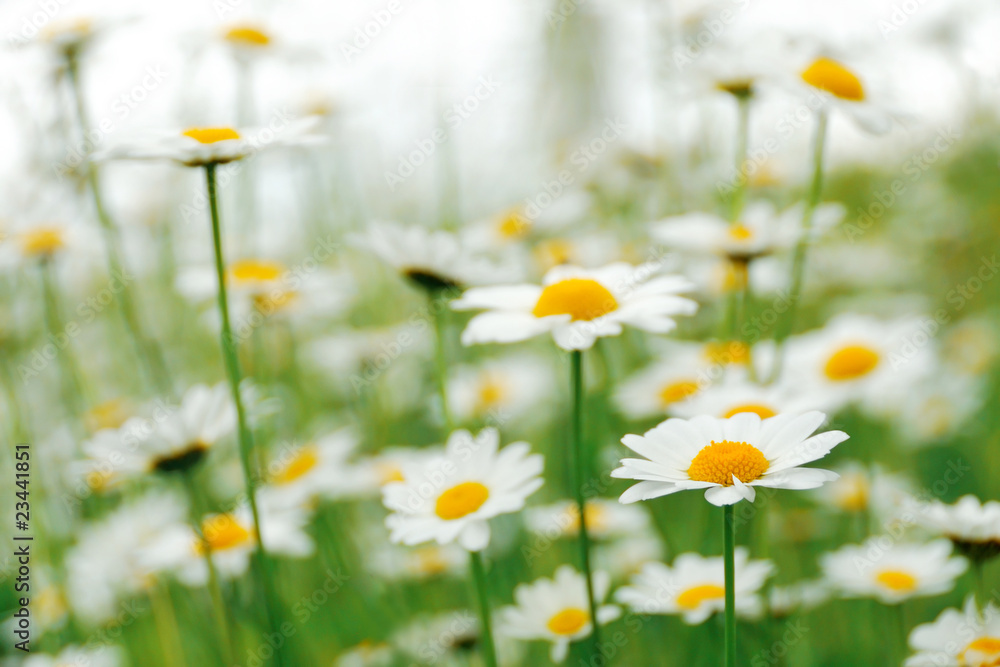 Daisy flowers in the field