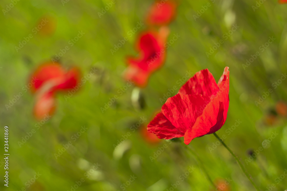 Fototapeta premium Poppy in the green field.