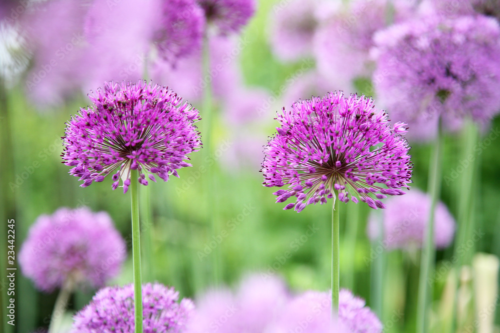 Fototapeta premium Allium Ornamental Onion