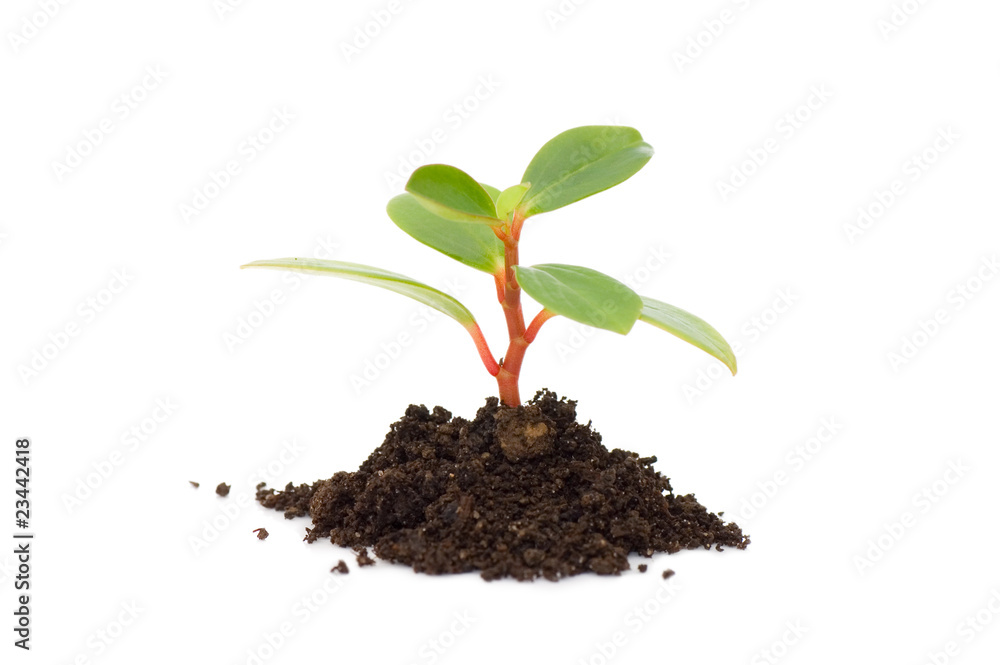 Young plant isolated on white background Young plant isolated on white background