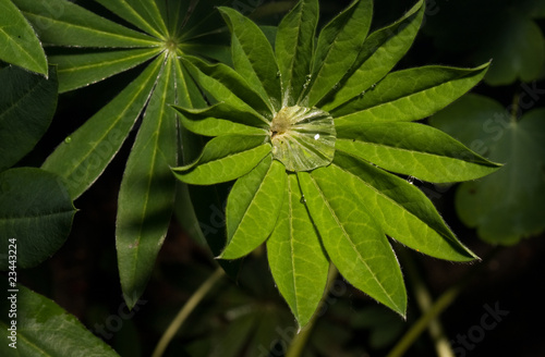 Leaves of Lupins after rain, water gathered in the center.
