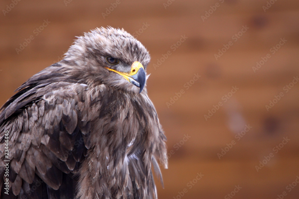 Steppenadler Steppenadler