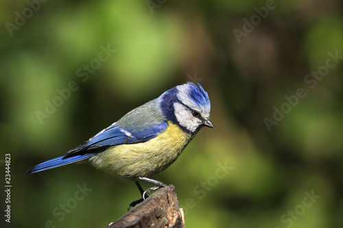 Blue tit at green background