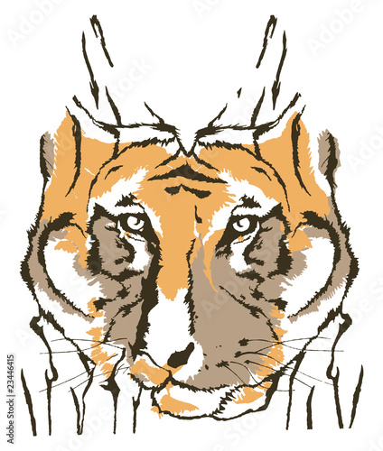 Tiger on white background