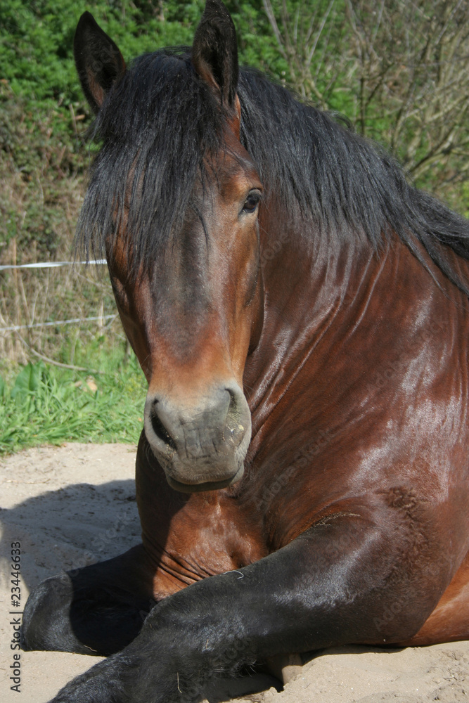 Fototapeta premium Caballo