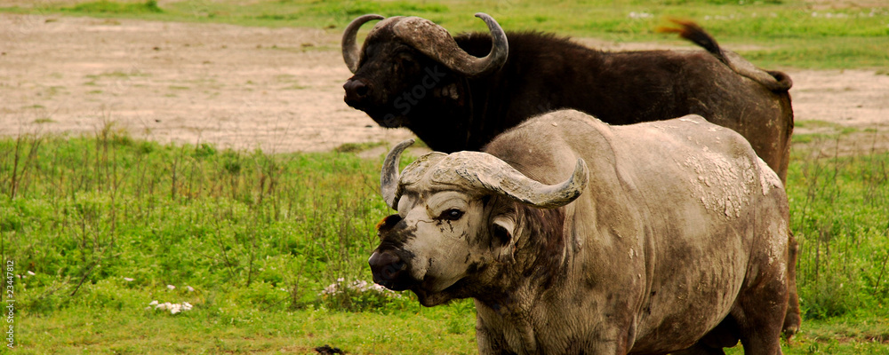 Fototapeta premium African buffalo