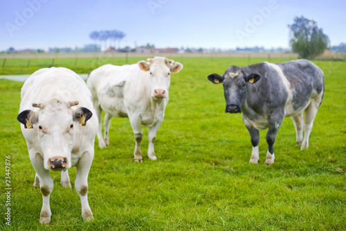 Cow in the farm © AustralianDream