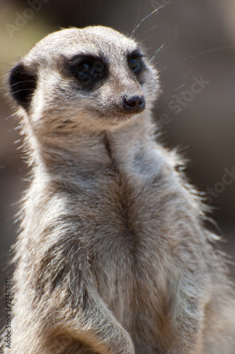 watching meerkat © lloyd fudge