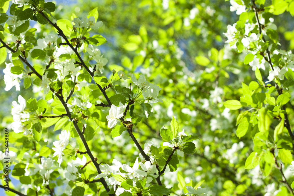 vivid spring tree leafs vivid spring tree leafs