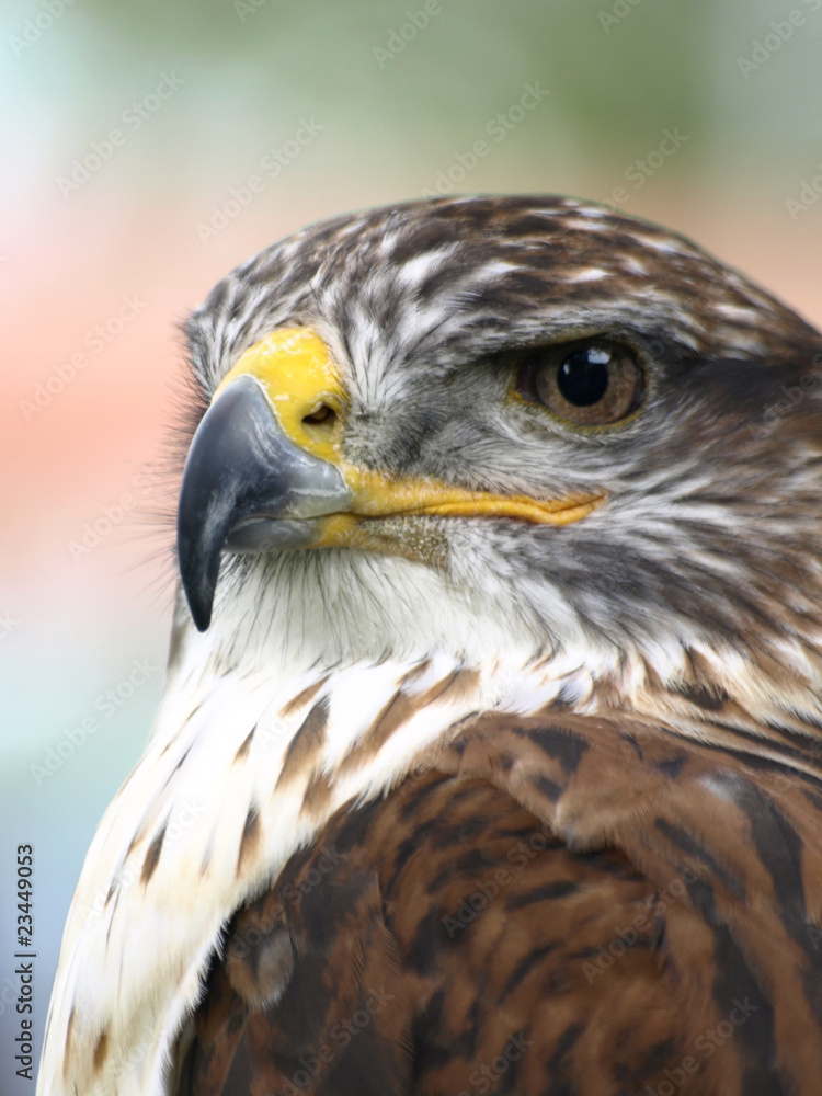 aguilucho aguilucho