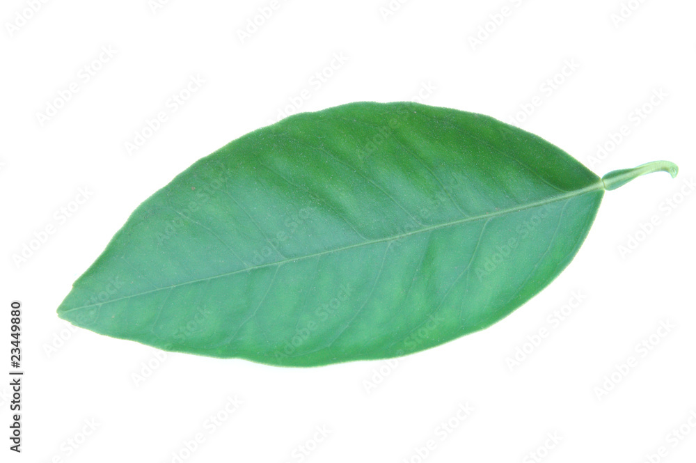 Obraz premium Citrus leaf